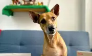 Lizardito, el perro que venció el cáncer, busca una familia para su segunda oportunidad