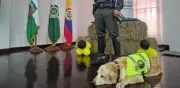Luna, la perra labradora que combatió el narcotráfico en Urabá, se jubila tras ocho años de servicio