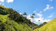 Marulanda, Caldas: El pueblo frío donde la palma de cera reina en majestuosos paisajes