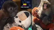 Mono churuco en Neiva desarrolla apego a peluche tras tráfico ilegal, similar a caso viral en Japón