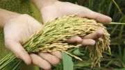 Ola invernal amenaza cosecha de arroz en Córdoba: MinAgricultura alerta sobre riesgo de no llegar al mercado