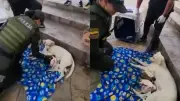 Patrullera de Bucaramanga asistió emotivo parto de perrita callejera y sus ocho cachorros
