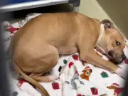 Perrita tímida Rue encuentra hogar tras emotiva salida con voluntaria en TikTok