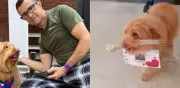 Perrito lleva rosas a dueño tras cirugía cardíaca: video conmueve redes sociales