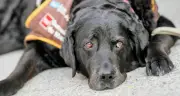 Perro de apoyo judicial acompaña a víctima de violencia de género en juicio histórico en Madrid