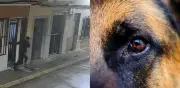 Perro frustra secuestro en España y ayuda a desmantelar red criminal en Valencia