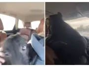 Perro rescatado en Canadá causa caos en auto y se vuelve viral en TikTok