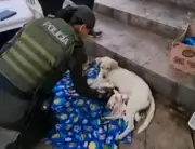 Policía de Bucaramanga asistió parto de perrita callejera y salvó a ocho cachorros
