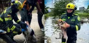 Policías y soldados rescatan a cientos de animales durante graves inundaciones en Córdoba