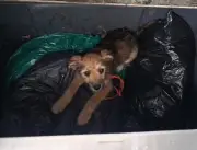 Rescatan a perrita abandonada en contenedor de basura en Tunja y es adoptada por héroe civil