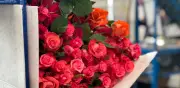 San Valentín: auge exportador de flores enfrenta presiones cambiarias y laborales en Colombia