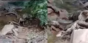 Video viral: Bomberos rescatan a perrita atrapada por anaconda de seis metros en Brasil