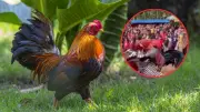 Video viral de 'therians' peleando como gallos genera debate en redes sociales