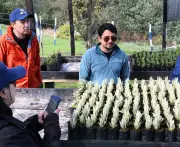Vivero de frailejones en Santurbán: fábrica de agua para Santander