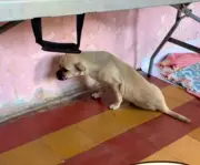 Zoe, la perrita atropellada en Leticia, necesita cirugía urgente para sobrevivir