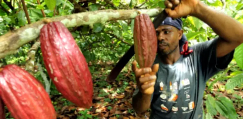 Estudio advierte que 20% de áreas aptas para cacao en Colombia podrían perderse hacia 2050