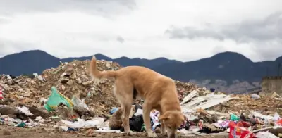 Animales en condición de calle: una problemática creciente en Colombia que exige acción inmediata