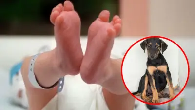 Bebé recién nacido fallece tras ataque de perro familiar en incidente doméstico