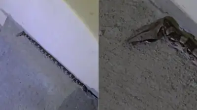 Bomberos de Cali rescatan dos boas constrictor jóvenes en vivienda de La Buitrera