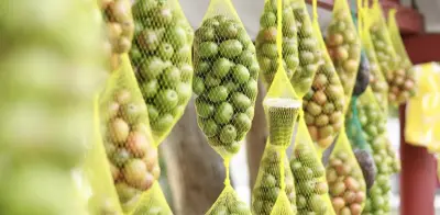 Campeche celebra el Festival de la Ciruela: 38 años de tradición y sabor en el Atlántico