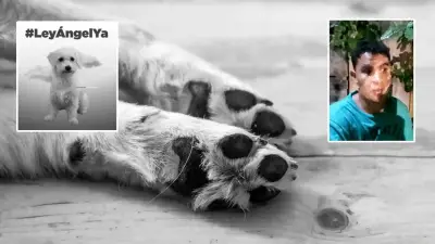 Capturan en Santa Marta a hombre que asesinó a perro 'Lombi' lanzándole una piedra