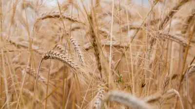 Cereal en Colombia: Transformación de hábitos alimentarios y efectos en la salud