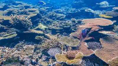 Contraloría detecta irregularidades millonarias en contrato para recuperar arrecifes de San Andrés