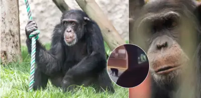 Controversia por chimpancé Yoko: Pereira pide comisión a Brasil para verificar sus condiciones