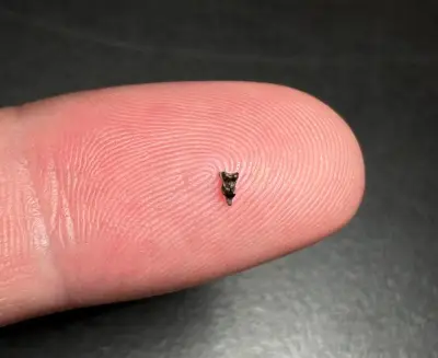 Descubren en Colorado fósiles clave del primate más antiguo que vivió tras los dinosaurios