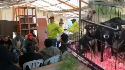 Desmantelan red criminal que organizaba peleas de perros en Cundinamarca con apuestas superiores a 1.000 dólares