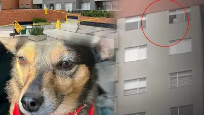 Dueño de perro lanzado desde piso 25 en Bogotá rompe silencio y señala a arrendatario