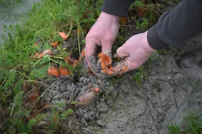 El 'agrifoodtech' colombiano se consolida como tercer sector de inversión pese a ajuste global