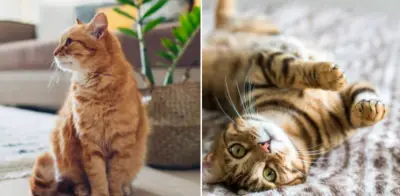 ¿El color del pelaje felino determina su agresividad? La ciencia revela datos sorprendentes