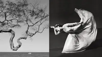 El ficus inmutable: un árbol que desapareció tras tres décadas de contemplación