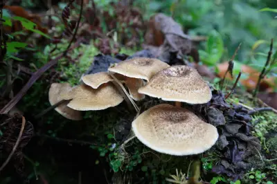 Estudio revela que más del 70% de los ecosistemas mundiales carecen de muestreo de hongos subterráneos