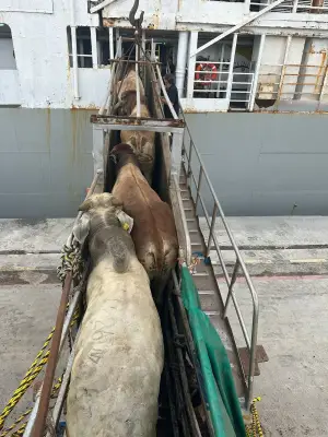 Exportaciones ganaderas colombianas caen por efecto de la tasa de cambio en enero