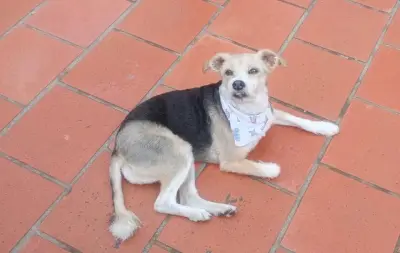 Familia en Bogotá busca desesperadamente a Conny, perrita con tratamiento hepático perdida