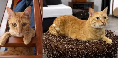 Familia transforma la despedida de su gato Frankie en ayuda para animales rescatados en Bogotá