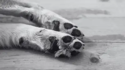 Fundación denuncia presunto depredador sexual de animales en Boyacá: imágenes muestran abuso