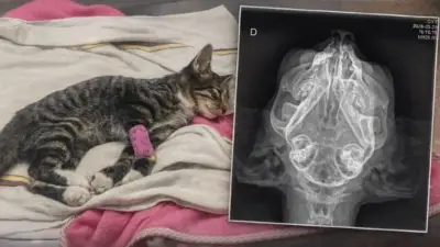 Gatito 'Yeloko' lucha por sobrevivir tras brutal golpe en Cali: indignación por maltrato animal