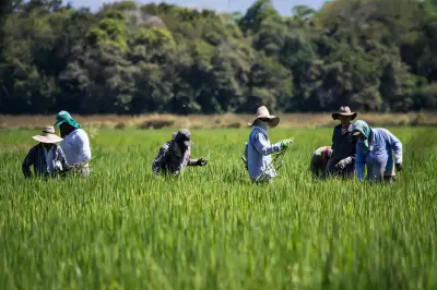 Gobierno inicia ejecución de acuerdos con sector arrocero para estabilizar mercado