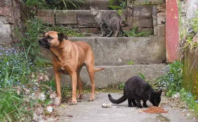 Gobierno reglamenta Programa Nacional de Esterilización de Perros y Gatos