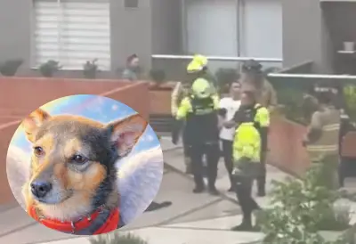 Indignación en Bogotá: Liberan a presunto agresor que lanzó perro desde piso 25