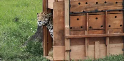 Jaguar liberado por la CAR recorre más de 590 km en libertad y se acerca a Venezuela