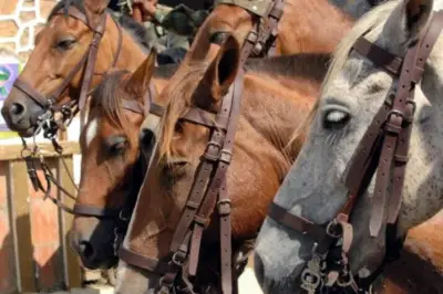 Joven de 23 años muere tras recibir patada de caballo en el tórax en Mompox, Bolívar