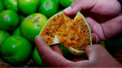 La curuba: la fruta andina versátil que conquista Colombia con su sabor y beneficios