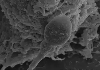 La microgravedad afecta la navegación de espermatozoides, revela estudio clave para reproducción espacial
