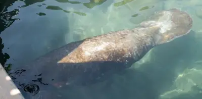 Manatí 'Ciruelito' regresa al mar tras superar redes, ataque de tiburón y accidente en termoeléctrica