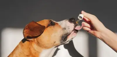 Mercado de cannabis veterinario proyecta crecimiento del 35% en Colombia para 2026