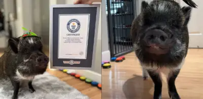 Merlín, el cerdo que 'habla', rompe récord Guinness con más de un millón de seguidores